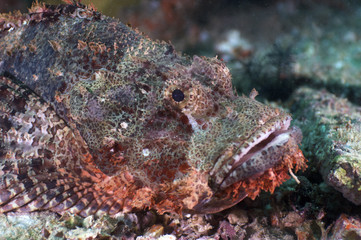 Scorpion-fish