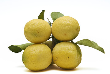 Limones en su rama