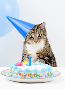 Cat Birthday Party
