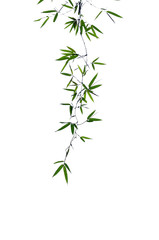 Bamboo Leaves on white