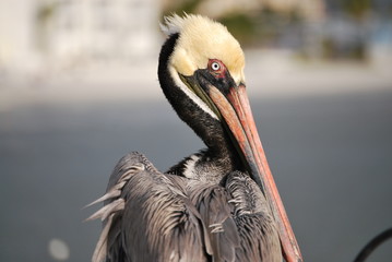 A pelican looking around on the beach