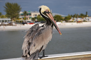 Pelican On A Pier