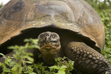 Giant Galapagos Tortoise