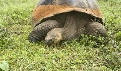 Giant Galapagos Tortoise