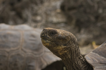 Giant Galapagos Tortoise