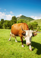 Fototapeta na wymiar Horned cow