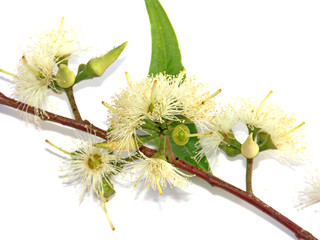 fleurs d'eucalyptus