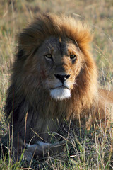 Obraz na płótnie Canvas Lew (Panthera leo) w Masai Mara w Kenii