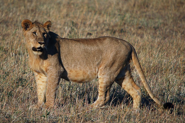 Obraz na płótnie Canvas Lioness (Panthera leo) at Masai Mara, Kenya