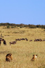 Naklejka na ściany i meble Para królewska polowanie gnu w Masai Mara w Kenii