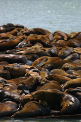 Obraz premium Seals at Pier 39, San Francisco