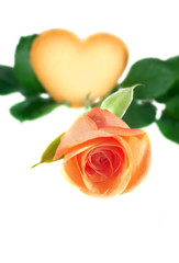 Fototapeta na wymiar Pink Rose with heart