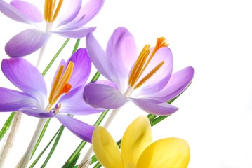 Fototapeta premium Spring crocuses in vibrant colors