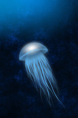Naklejka premium medusa, jellyfish