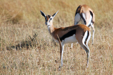 Naklejka na ściany i meble Impala at Masai Mara National Reserve, Kenya