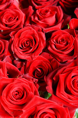 red roses