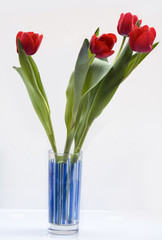 vaso con tulipani rossi