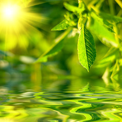 Obraz na płótnie Canvas Fresh green leaves highlighted by sun.