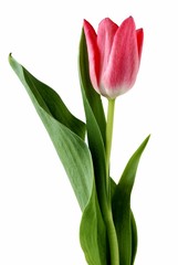 Obraz premium Pink tulip