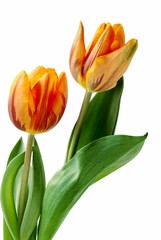 orange color tulips