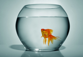 Fototapeta na wymiar Goldfish in bowl