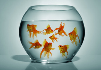 Goldfish in bowl