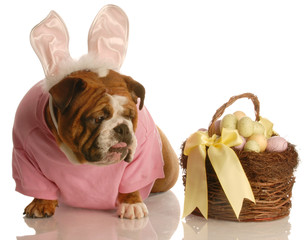 english bulldog with bunny ears and easter basket..