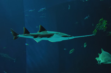 Naklejka premium requin scie
