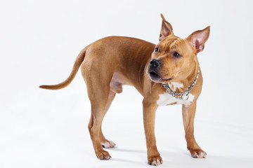 american staffordshire terrier standing