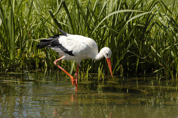 Obraz na płótnie Canvas White Stork