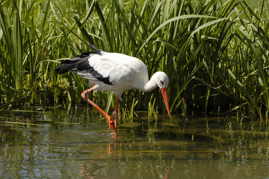 Wei&szlig;storch
