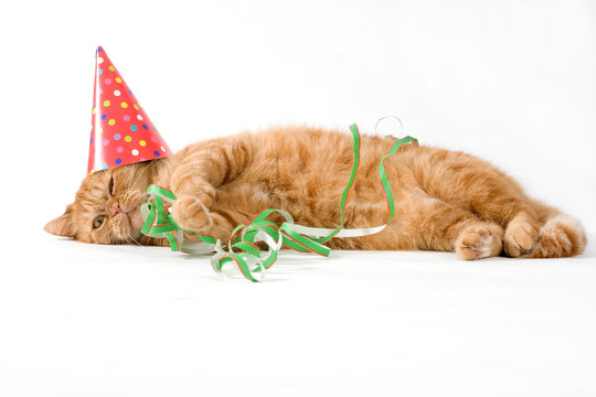adorable red cat having a birhday party