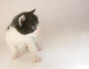 jeune chat noir et blanc