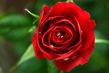 red rose on green background
