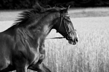 Black Beauty