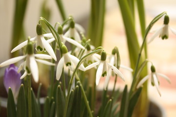 Obraz premium Schneeglöckchen
