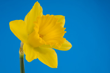 Yellow trumpet daffodil