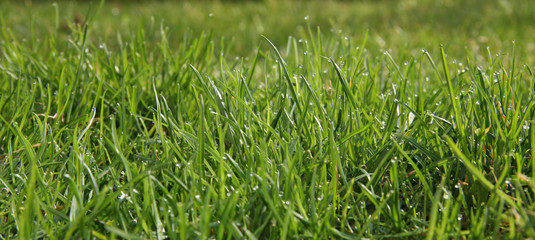 rosée sur gazon