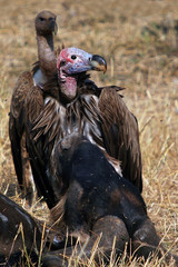 Lappet-faced vulture near the dead wildebeest, Masai Mara