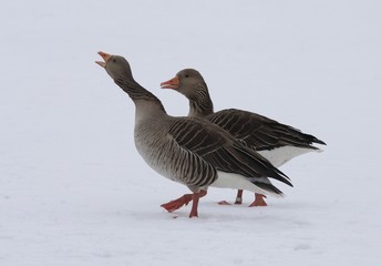 Greylag Goose.