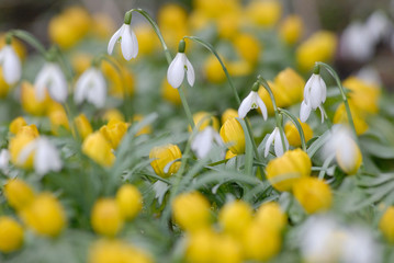 Schneegl&ouml;ckchen und Winterlinge