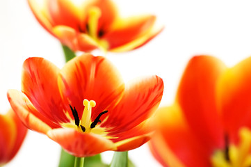 Fototapeta na wymiar Red opened tulips