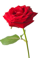 beautiful red rose isolated