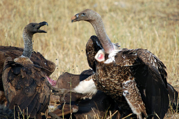 Rüppell's Vulture fighting with White-backed Vulture