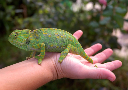 Camaleon
