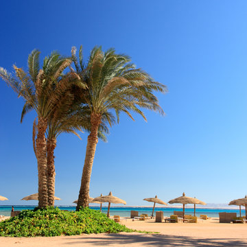 blue sky, palm and umbrellas