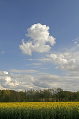 Obraz premium Wolken mit Rapsfeld in Georgsmarienhütte, Niedersachsen, Germany