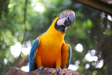 Macaw Perched in Jungle © GlobalTraveller