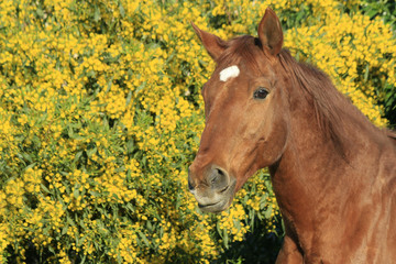 Fototapeta premium pferd - blumen