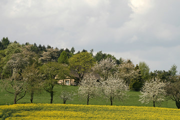 Rapsfeld mit Kirschbäumen